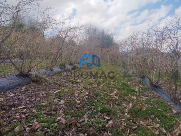 Buildable Plot Of 7,959 M² In Residential And/or Investment Location