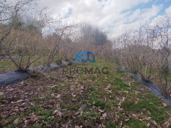 Buildable Plot Of 7,959 M² In Residential And/or Investment Location