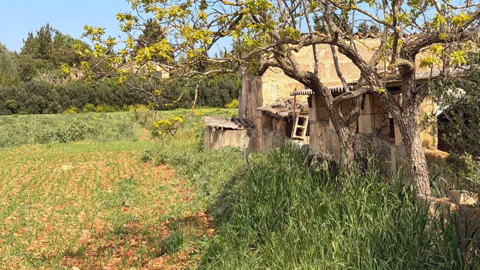 Land Of M² With In Llubi, Spain