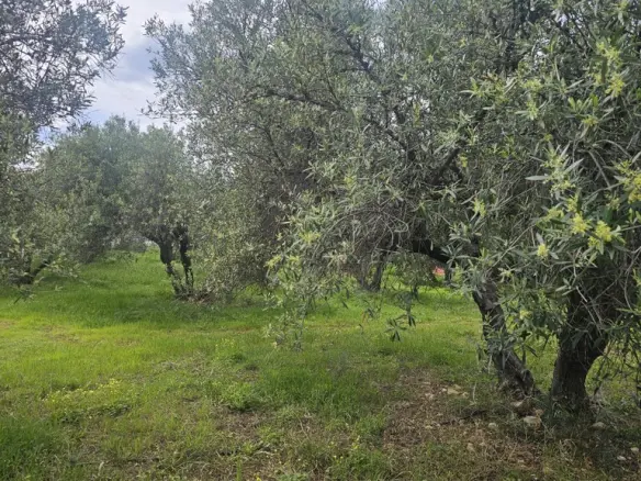 Land In Chersonisos, Greece