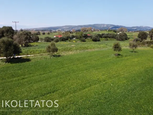 Plot Of X In Soularoi, Greece