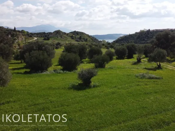 Plot Of X In Soularoi, Greece