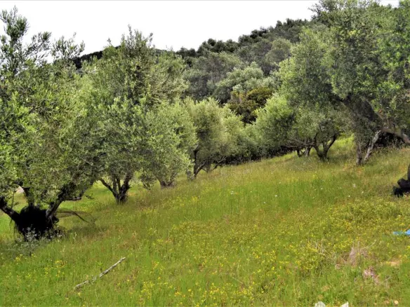 Land Of 6200 M² In Corfu