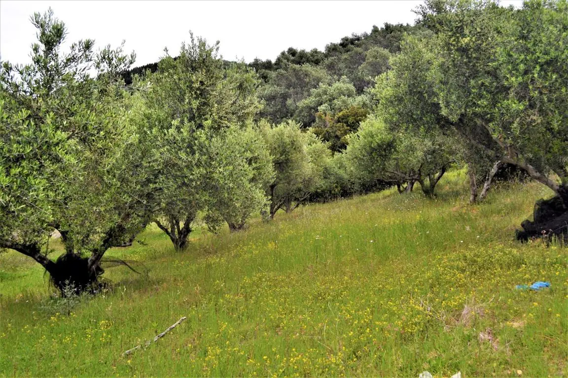 Land Of 6200 M² In Corfu