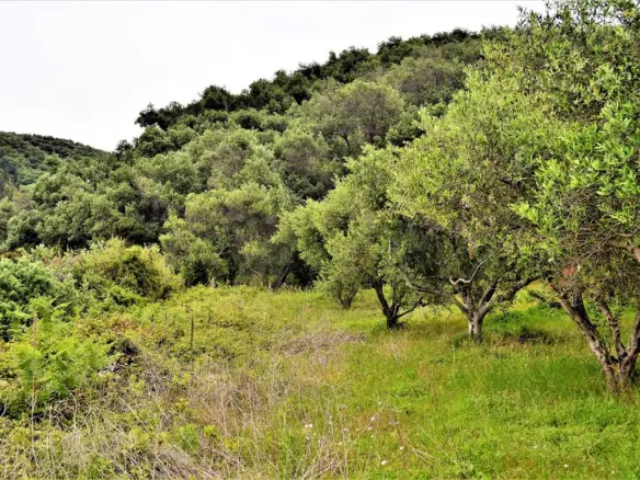 Land Of 6200 M² In Corfu