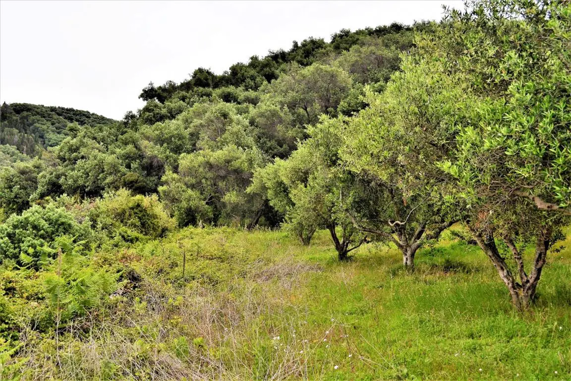 Land Of 6200 M² In Corfu