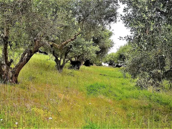 Land Of 6200 M² In Corfu