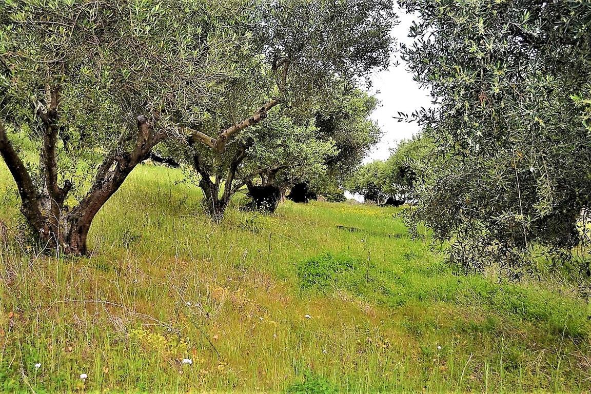 Land Of 6200 M² In Corfu