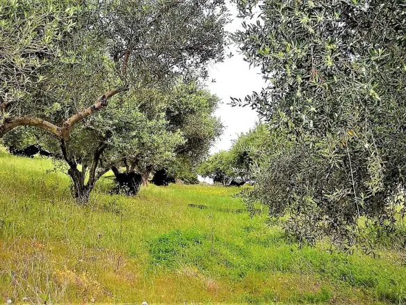 Land Of 6200 M² In Corfu