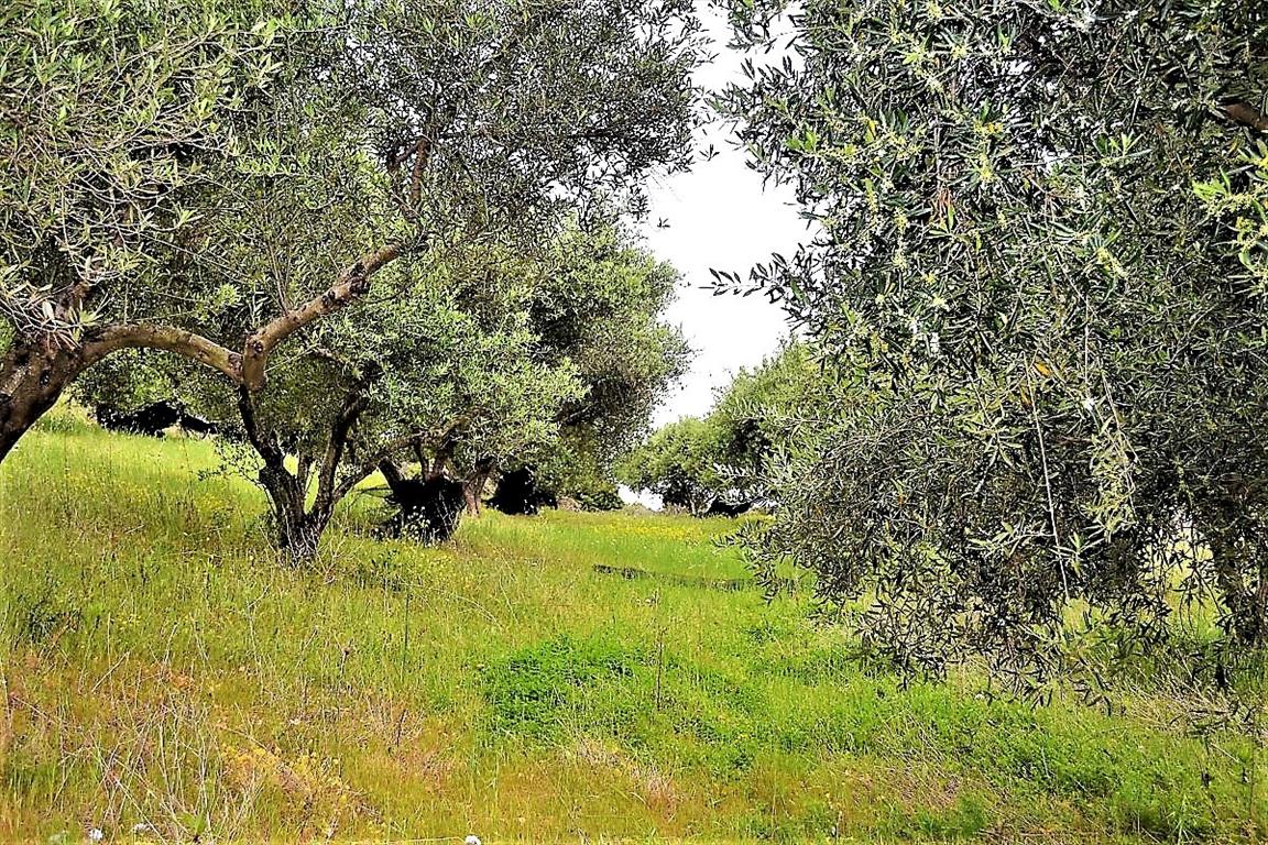 Land Of 6200 M² In Corfu