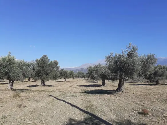 Land In Timpaki, Greece
