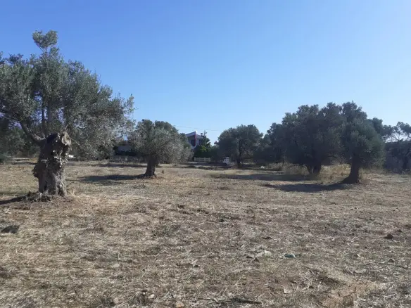 Land In Timpaki, Greece
