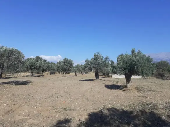Land In Timpaki, Greece
