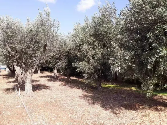 Land In Vari – Varkiza, Greece