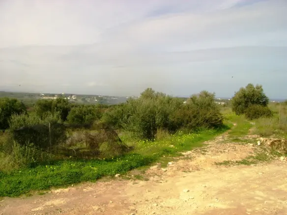 Land In Arkadi, Greece