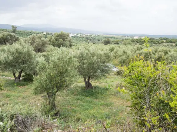 Land In Arkadi, Greece
