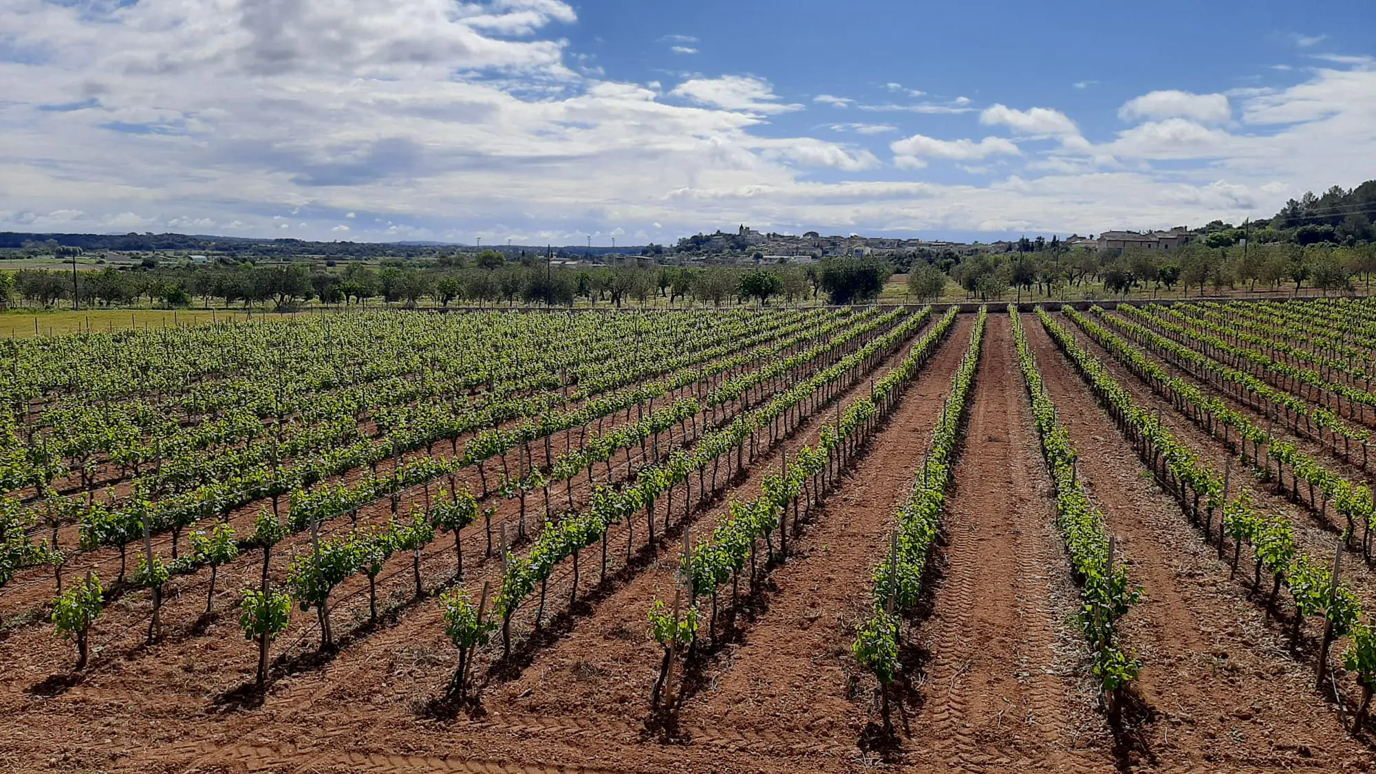 Commercial Space Of 352 M² In Binissalem, Spain