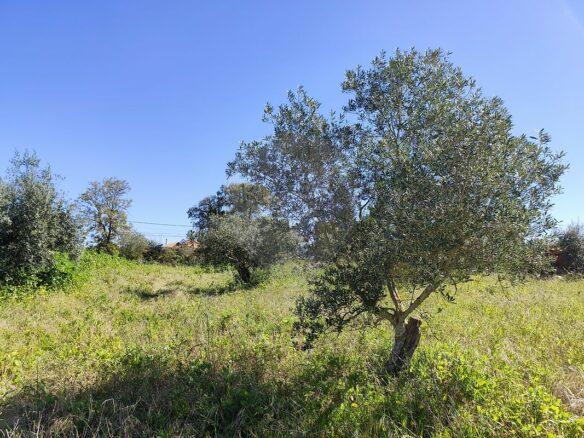 Urban Land Of 10,880 M² In Portugal
