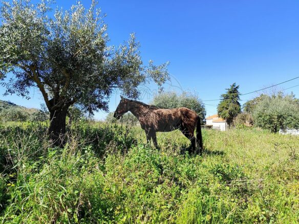 Urban Land Of 10,880 M² In Portugal