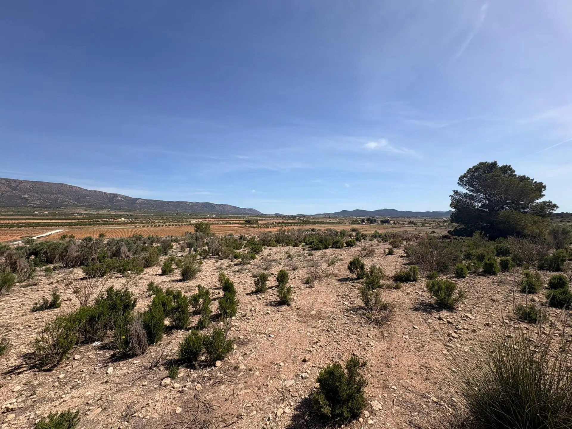 Land Of 0 M² In Pinoso, Spain