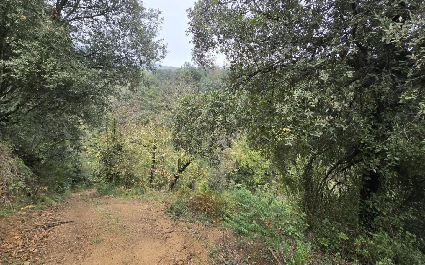 Land In Susqueda, Spain (23.641 M² Plot)