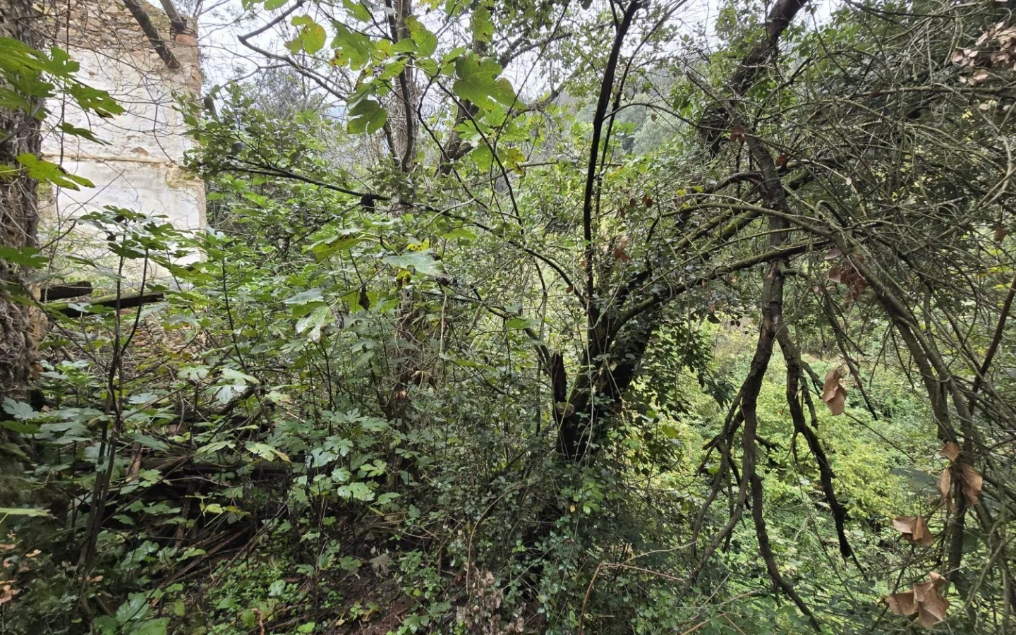 Land In Susqueda, Spain (23.641 M² Plot)