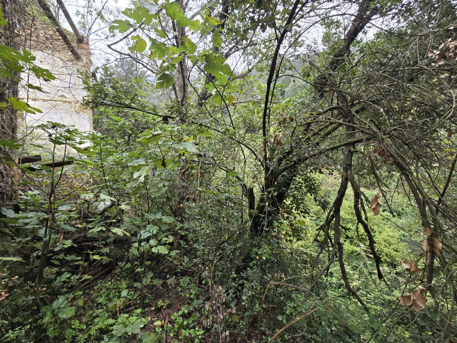 Land Of 0 M² In Susqueda, Spain
