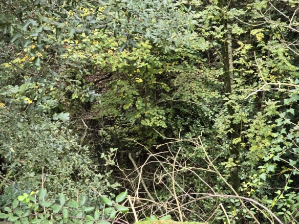 Land In Susqueda, Spain (23.641 M² Plot)