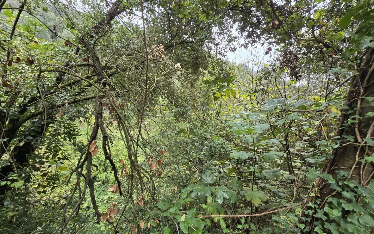 Land In Susqueda, Spain (23.641 M² Plot)