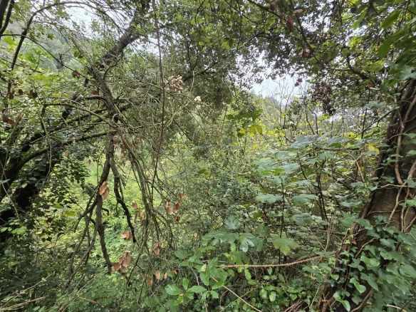 Land In Susqueda, Spain (23.641 M² Plot)