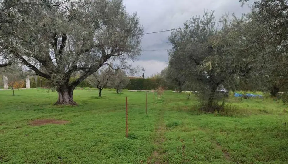 Land Of 1200 M² In Peloponnese