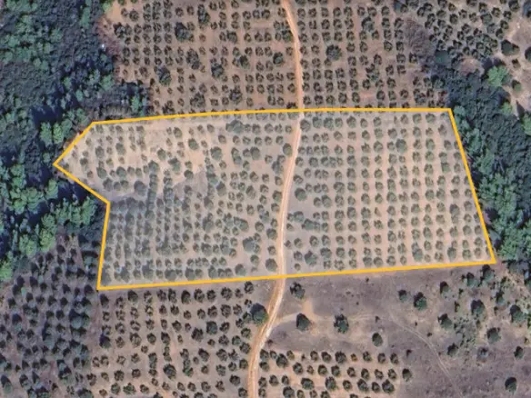 Land In Sithonia, Greece