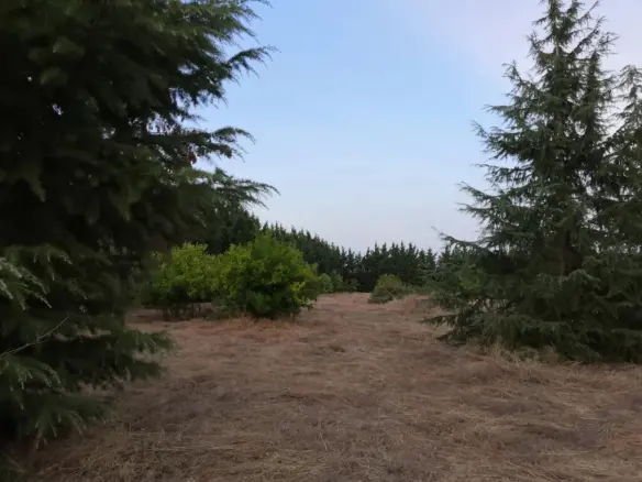 For Sale Land 4350 M² In The Suburbs Of Thessaloniki