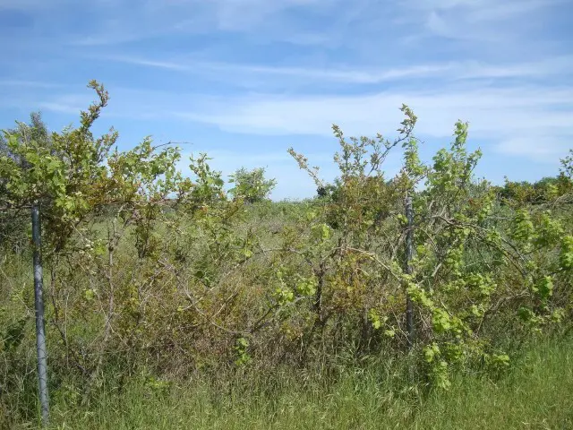 Land Of 4000 M² In The Suburbs Of Thessaloniki