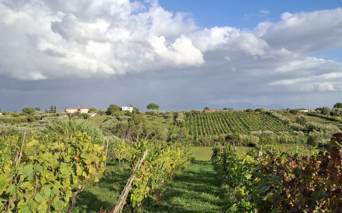 Villa Of 500 M² With Vineyard, Olive Grove And Swimming Pool In Wine Country Near Rome