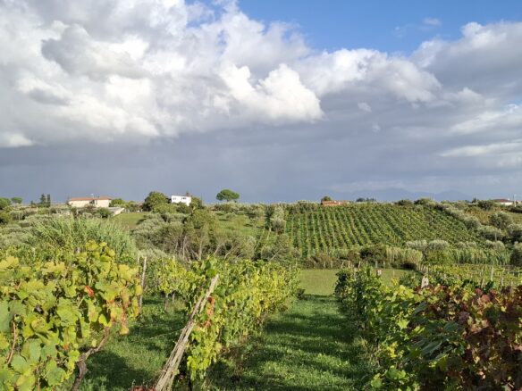 Villa Of 500 M² With Vineyard, Olive Grove And Swimming Pool In Wine Country Near Rome
