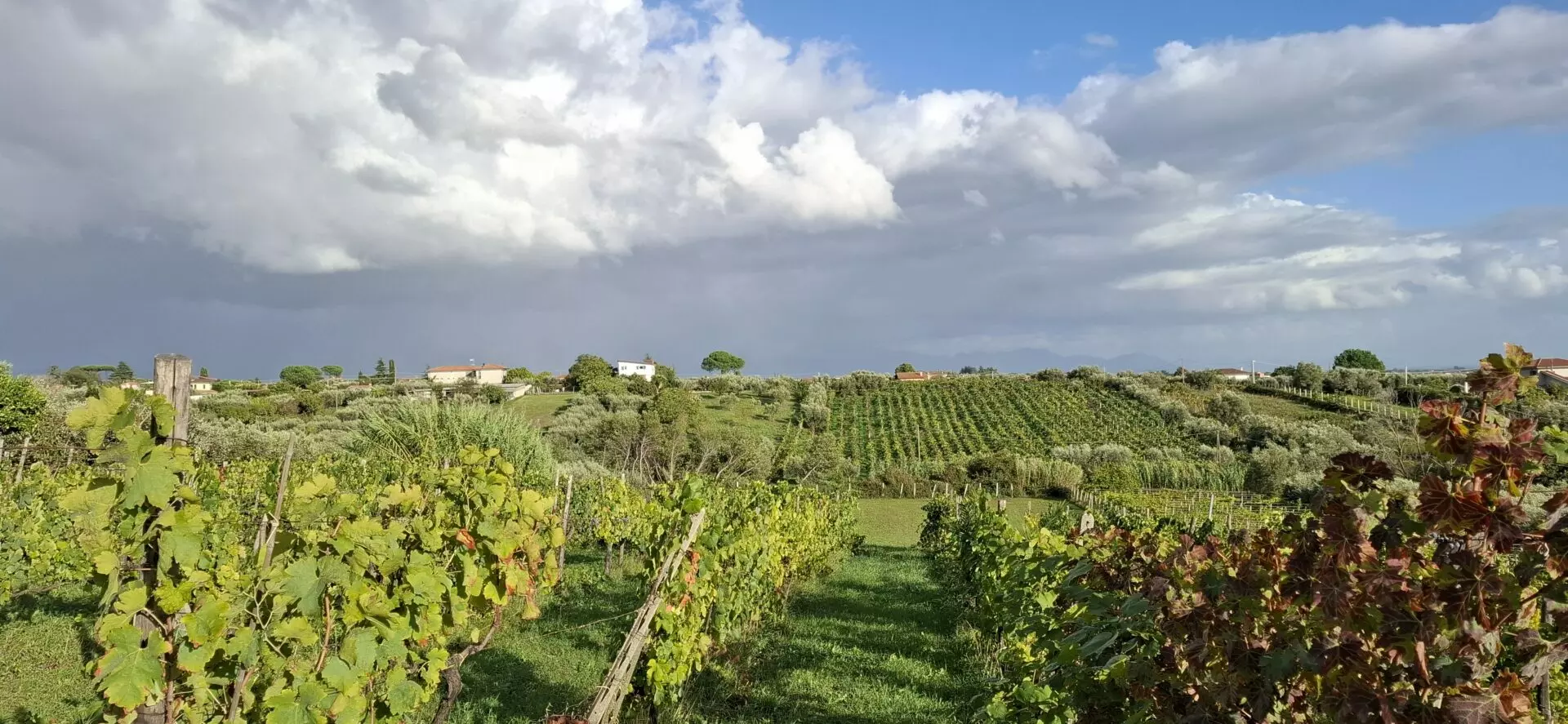 Villa Of 500 M² With Vineyard, Olive Grove And Swimming Pool In Wine Country Near Rome