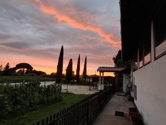 Villa Of 500 M² With Vineyard, Olive Grove And Swimming Pool In Wine Country Near Rome