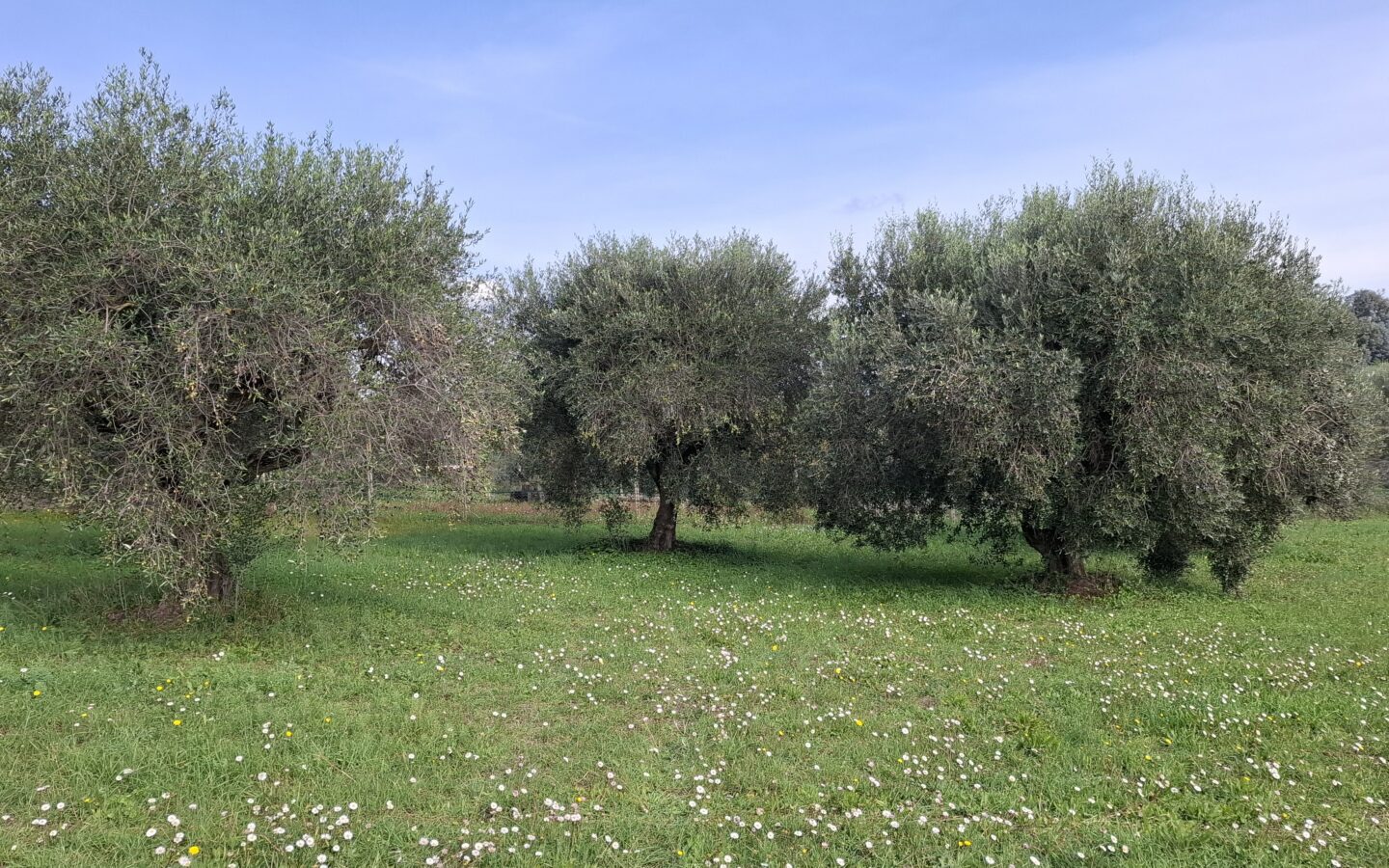 Villa Of 500 M² With Vineyard, Olive Grove And Swimming Pool In Wine Country Near Rome