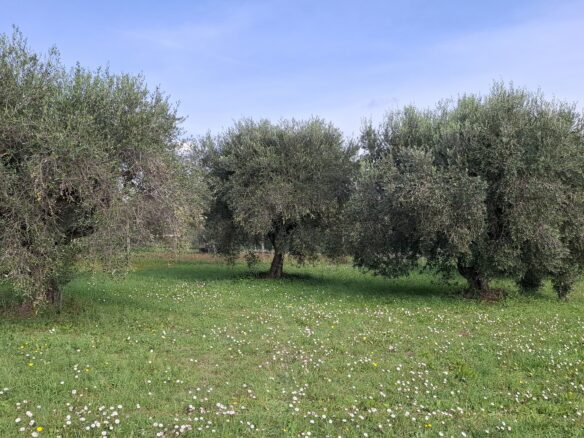 Villa Of 500 M² With Vineyard, Olive Grove And Swimming Pool In Wine Country Near Rome