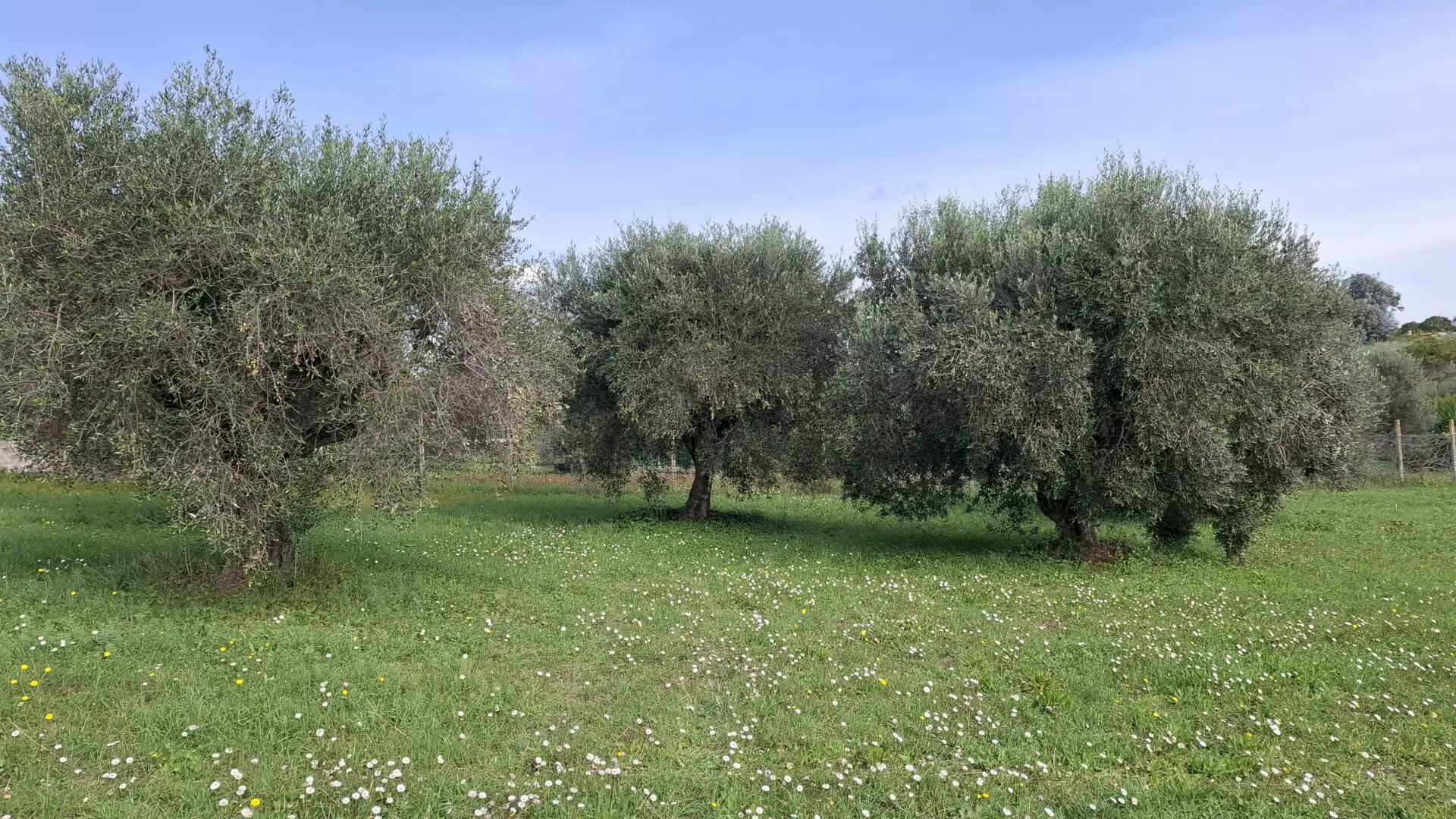 Villa Of 500 M² With Vineyard, Olive Grove And Swimming Pool In Wine Country Near Rome