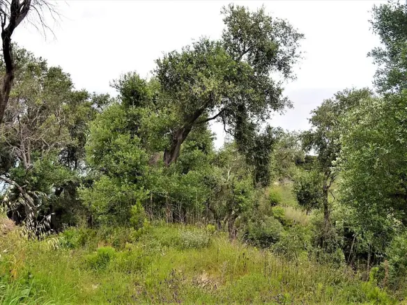 Land Of 5000 M² In Corfu