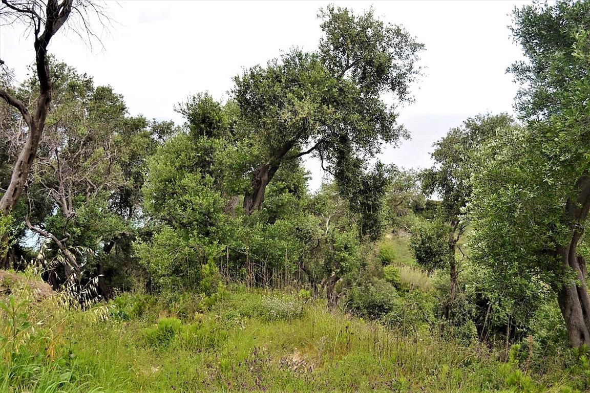 Land Of 5000 M² In Corfu