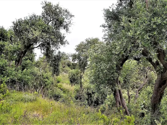 Land Of 5000 M² In Corfu