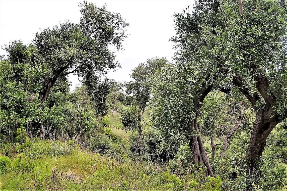 Land Of 5000 M² In Corfu