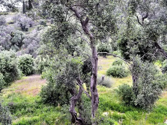 Land Of 5000 M² In Corfu