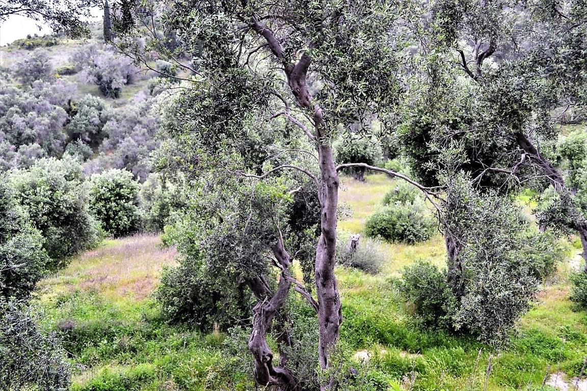 Land Of 5000 M² In Corfu