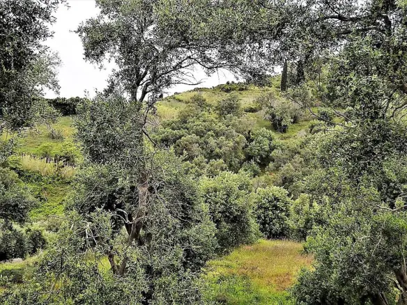 Land Of 5000 M² In Corfu