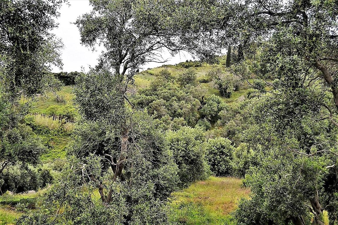 Land Of 5000 M² In Corfu