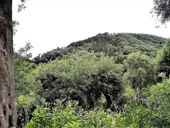 Land Of 5000 M² In Corfu
